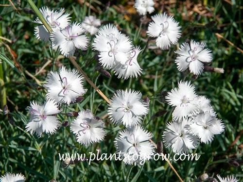 Greystone Dianthus (Dianthus gratianopolitanus)
 June 1